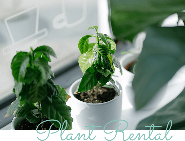 plant rental